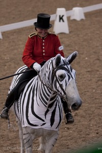 Lusitano Breed Society of Great Britain Show - Hartpury College - 27th June 2009